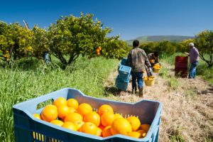 Read more about the article Recruitment for Fruit Pickers in Canada…Apply Now!!!